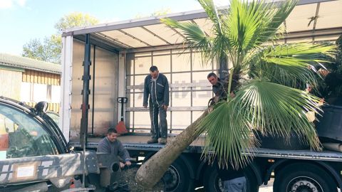 Partenaires du parc du végétal Terra Botanica, les pépinières Ripaud de Cheffois (85) ont chargé de gros sujets dès le lundi 29 avril pour le stand du parc du végétal durant les Floralies internationales de Nantes.